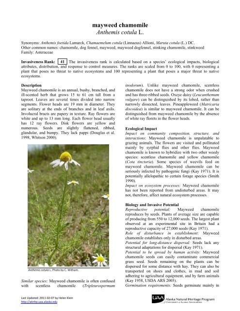 mayweed chamomile Anthemis cotula L. - Alaska Natural Heritage ...