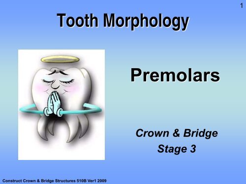 tooth morphology premolars randwick college wiki tooth morphology