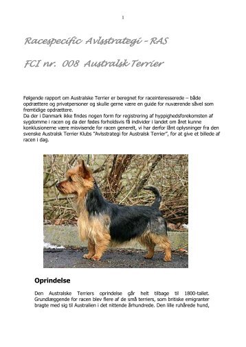 Australsk Terrier - Dansk Terrier Klub