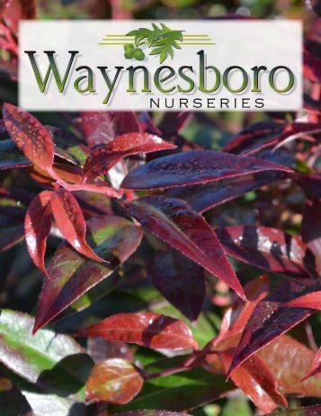 Wholesale Catalog - Waynesboro Nurseries, Inc.