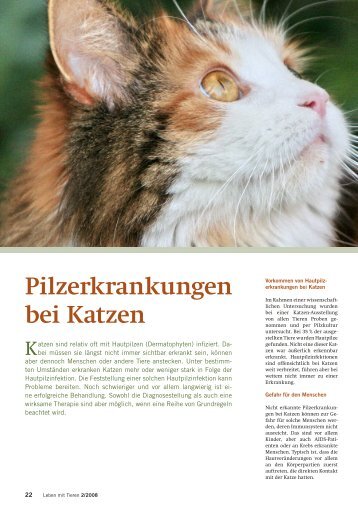 Pilzerkrankungen bei Katzen - Leben mit Tieren