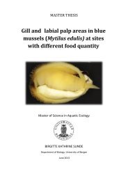 Gill and labial palp areas in blue mussels (Mytilus edulis) at ... - BORA