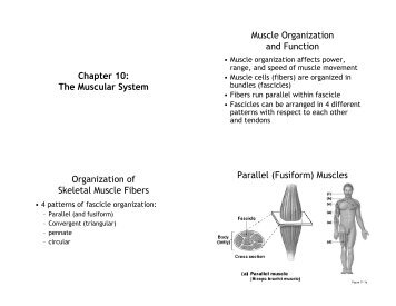 Chapter 10: The Muscular System Muscle Organization and ...