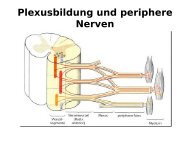 Plexusbildung und periphere Nerven