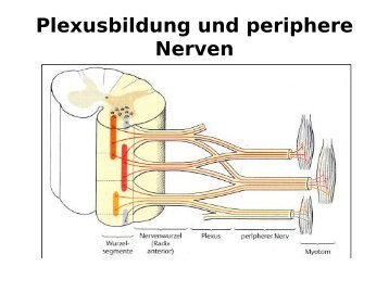 Plexusbildung und periphere Nerven