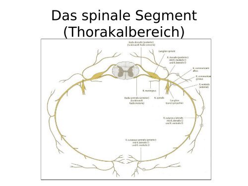 Plexusbildung und periphere Nerven