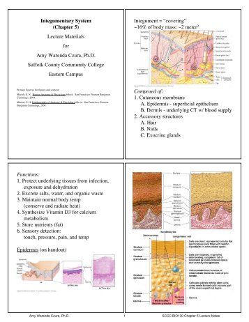 Integumentary System (Chapter 5) - Suffolk County Community ...