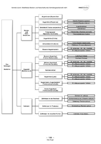 Anatomie des Auges als pdf