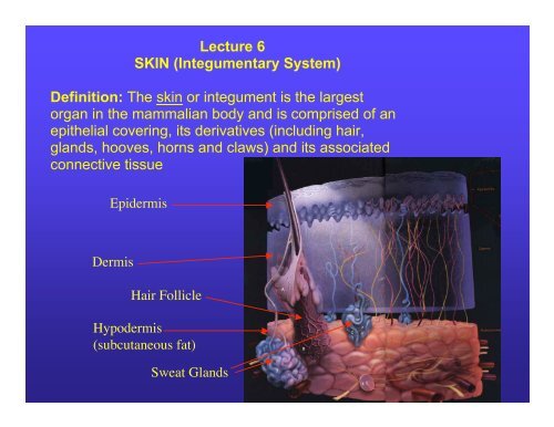 Lecture 6 SKIN (Integumentary System) Definition: The skin or ...