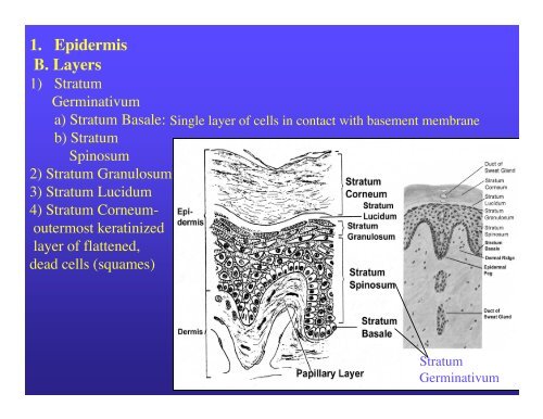 Lecture 6 SKIN (Integumentary System) Definition: The skin or ...