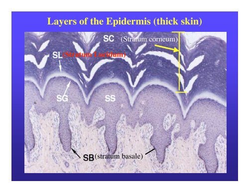 Lecture 6 SKIN (Integumentary System) Definition: The skin or ...