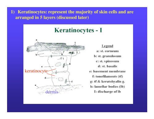 Lecture 6 SKIN (Integumentary System) Definition: The skin or ...