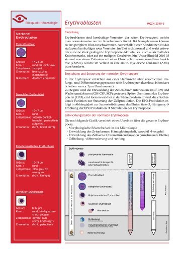 Erythroblasten - mqzh