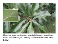 Quercus nigra – alternate, spatulate leaves, sometimes lobed. Entire ...