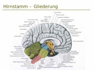 Hirnstamm – Gliederung - MedUni