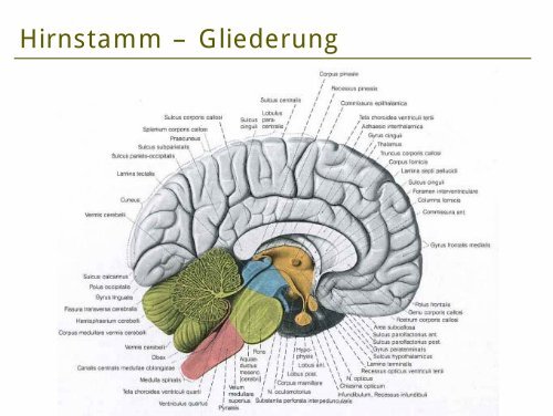Hirnstamm Amboss Symptome Hirnstammsyndrom Bilder HHCT Hirnstamm Amboss Symptome Hirnstammsyndrom Bilder HHCT