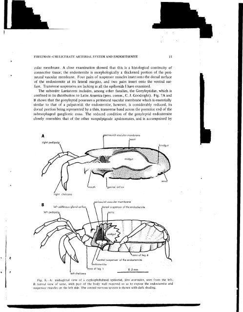 THE RELATIONSHIP OF THE CHELICERATE ARTERIAL SYSTEM ...