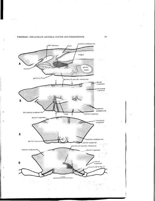 THE RELATIONSHIP OF THE CHELICERATE ARTERIAL SYSTEM ...