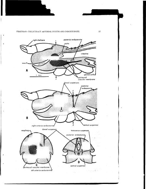 THE RELATIONSHIP OF THE CHELICERATE ARTERIAL SYSTEM ...