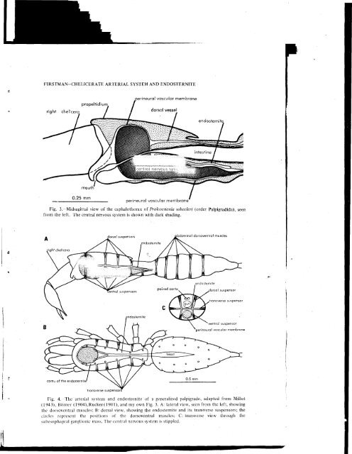 THE RELATIONSHIP OF THE CHELICERATE ARTERIAL SYSTEM ...