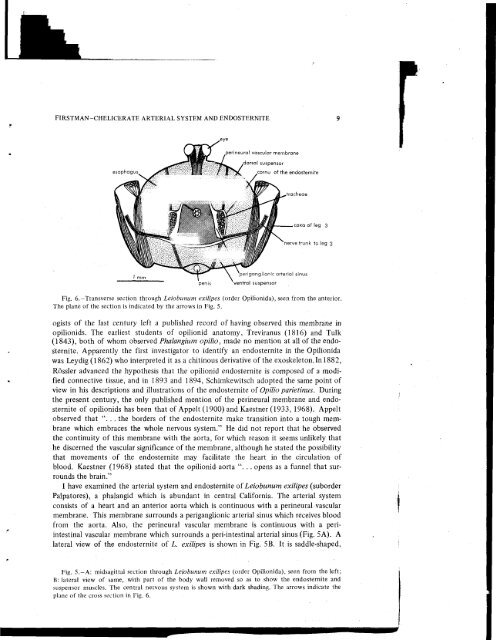 THE RELATIONSHIP OF THE CHELICERATE ARTERIAL SYSTEM ...