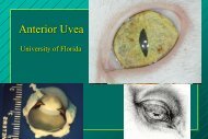 Anterior Uvea - Small Animal Hospital - University of Florida