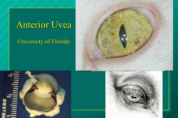 Anterior Uvea - Small Animal Hospital - University of Florida