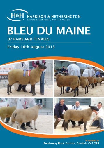 British Bleu du Maine Sheep - Harrison & Hetherington