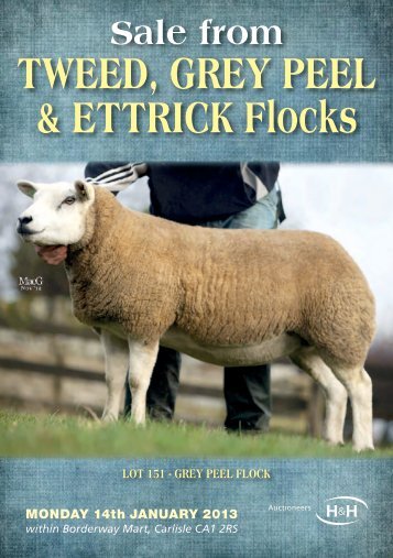 TWEED, GREY PEEL & ETTRICK Flocks - Harrison & Hetherington