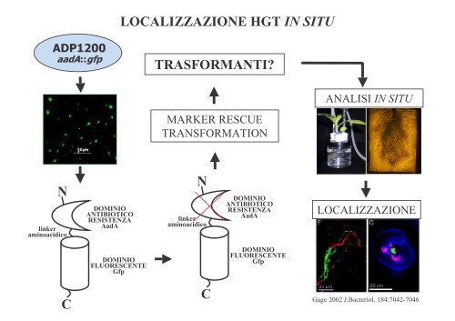 D.Daffonchio - Gruppo di Ricerca Italiano Fitofarmaci e Ambiente