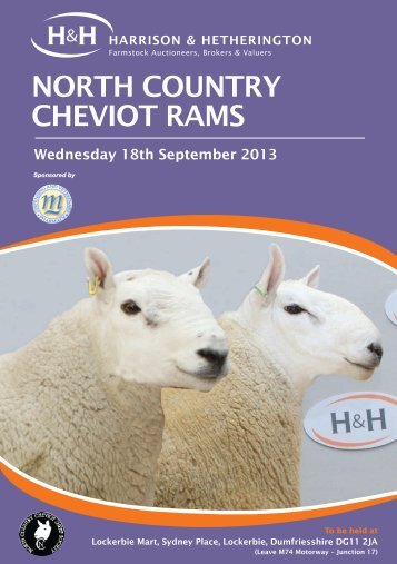 NORTH COUNTRY CHEVIOT RAMS - Harrison & Hetherington