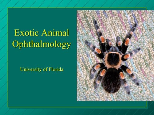 Exotic Animal Ophthalmology - Small Animal Hospital - University of ...