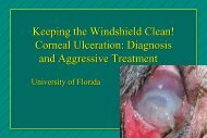 Corneal Ulceration - Small Animal Hospital - University of Florida