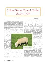 What Sheep Breed Is the Best of All? - White Clover Sheep Farm