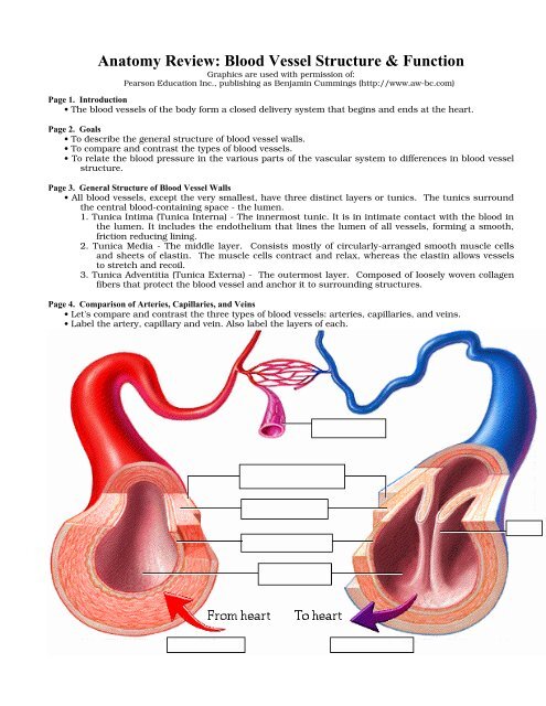 Anatomy Review: Blood Vessel Structure & Function - Adam.com
