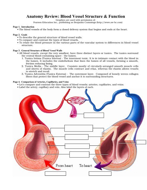 arteries veins and capillaries comparison