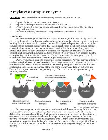 amylase enzyme lab report abstract Enzyme catalysis lab write-up share sign in the version of the browser you are using is no longer supported please upgrade to a supported browserdismiss file. amylase enzyme lab report abstract Enzyme catalysis lab write-up share sign in the version of the browser you are using is no longer supported please upgrade to a supported browserdismiss file.