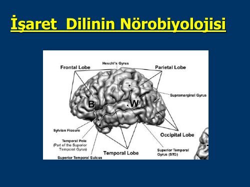 3. TÄ°D nedir, iÅaret dillerinin nÃ¶robiyolojisi