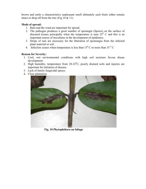 Guava - National Horticulture Mission