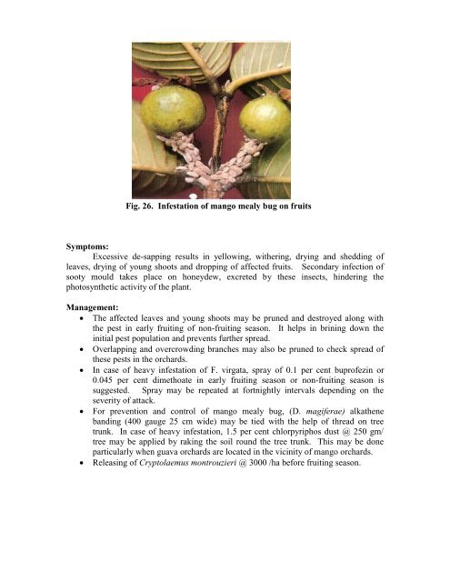 Guava - National Horticulture Mission