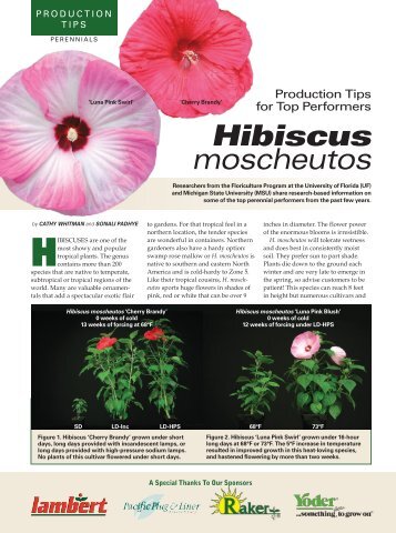 Hibiscus moscheutos - Floriculture at Michigan State University