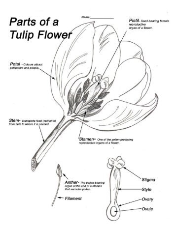 Tulip Flower Parts - Monique Art