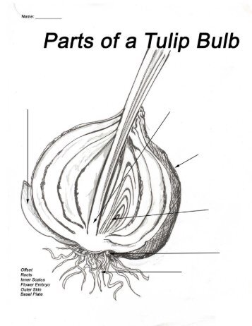 Tulip Bulb Parts - Monique Art