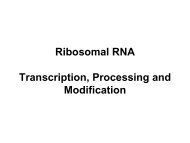 PDF file: Ribosomal RNA: Transcription, processing ... - EURASNET