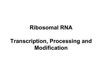 PDF file: Ribosomal RNA: Transcription, processing ... - EURASNET