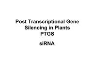 Post Transcriptional Gene Silencing in Plants (PTGS) - Eurasnet.info