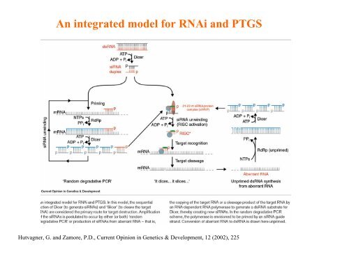 Post Transcriptional Gene Silencing in Plants (PTGS) - Eurasnet.info