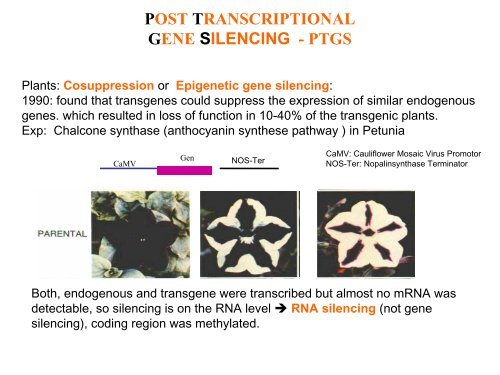 Post Transcriptional Gene Silencing in Plants (PTGS) - Eurasnet.info