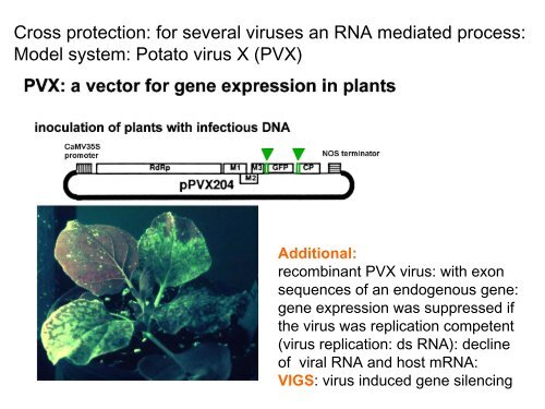 Post Transcriptional Gene Silencing in Plants (PTGS) - Eurasnet.info