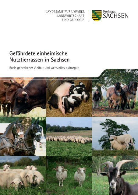 Gefährdete einheimische Nutztierrassen in Sachsen